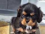 Un chiot femelle Cavalier King Charles LOF noir et fauve disponible à l’achat