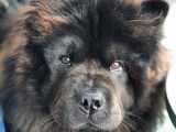 Ralph, mâle Chow Chow LOF disponible pour saillie