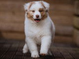 Chiots Bergers Australiens LOF et sélectionnés à vendre