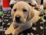 5 chiots Labrador Retrievers sable à vendre (LOF)