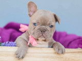 Des chiots Bouledogues Français à réserver (non LOF)