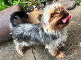 Un chien Yorkshire Terrier LOF à vendre