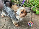 Un chien Yorkshire Terrier LOF à vendre