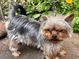 Un chien Yorkshire Terrier LOF à vendre