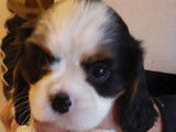 5 chiots Cavaliers King Charles LOF à vendre