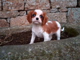 2 chiots femelles Cavaliers King Charles LOF blenheim disponibles à la vente