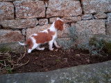 2 chiots femelles Cavaliers King Charles LOF blenheim disponibles à la vente