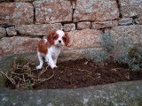 2 chiots femelles Cavaliers King Charles LOF blenheim disponibles à la vente