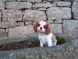 2 chiots femelles Cavaliers King Charles LOF blenheim disponibles à la vente