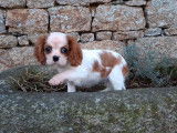 2 chiots femelles Cavaliers King Charles LOF blenheim disponibles à la vente