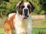Chienne Saint-Bernard à poil long LOF de 4 ans à vendre