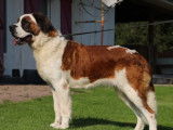 Chienne Saint-Bernard à poil long LOF de 4 ans à vendre
