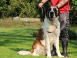 Chienne Saint-Bernard à poil long LOF de 4 ans à vendre