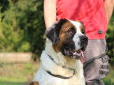 Chienne Saint-Bernard à poil long LOF de 4 ans à vendre