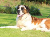 Chienne Saint-Bernard à poil long LOF de 4 ans à vendre