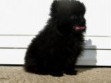 Un chiot femelle Spitz Poméranien noir LOF à acheter