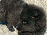 Chiot femelle Eurasier LOF disponible à la vente