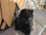 Chiot femelle Eurasier LOF disponible à la vente