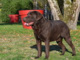 Un chien adulte Labrador Retriever LOF chocolat à vendre