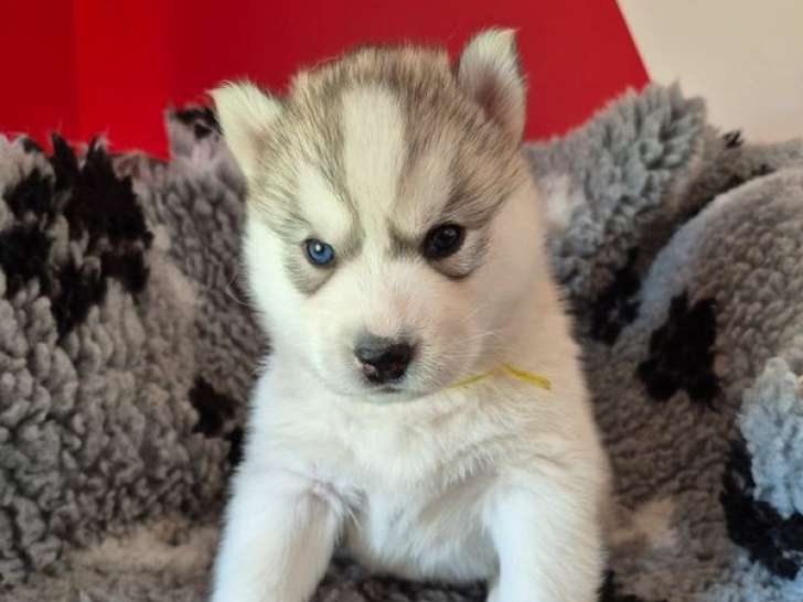 À réserver 5 chiots Husky de Sibérie (LOF)