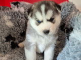 À réserver 5 chiots Husky de Sibérie (LOF)