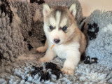 À réserver 5 chiots Husky de Sibérie (LOF)