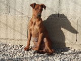 Un chien adulte Pinscher Allemand LOF disponible à la vente