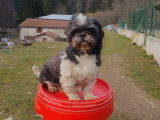 À acheter un chien adulte Shih Tzu (LOF)