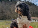 À acheter un chien adulte Shih Tzu (LOF)