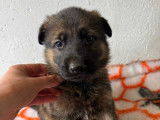 Un chiot mâle Berger Allemand LOF charbonné à réserver