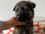 Un chiot mâle Berger Allemand LOF charbonné à réserver