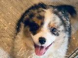 Des chiots Bergers Australiens à vendre (LOF)