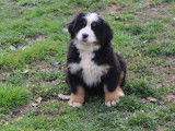 Un chiot femelle Bouvier Bernois LOF tricolore à vendre