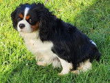 À vendre un chien Cavalier King Charles LOF tricolore