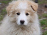 À vendre 3 chiots mâles Border Collie (LOF)