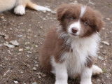 Un chiot mâle Border Collie LOF chocolat et blanc à acheter