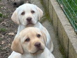 Chiots Labrador à vendre (LOF)