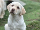 Chiots Labrador à vendre (LOF)