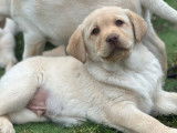 Chiots Labrador à vendre (LOF)