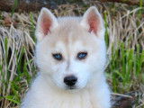 5 chiots Husky Sibérien à vendre (LOF)