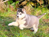 5 chiots Husky Sibérien à vendre (LOF)