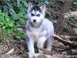 5 chiots Husky Sibérien à vendre (LOF)