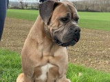 Chiots Cane Corso fauves LOF à vendre