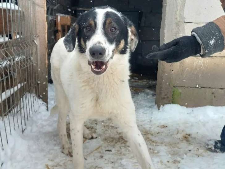 Chien noir et blanc à adopter
