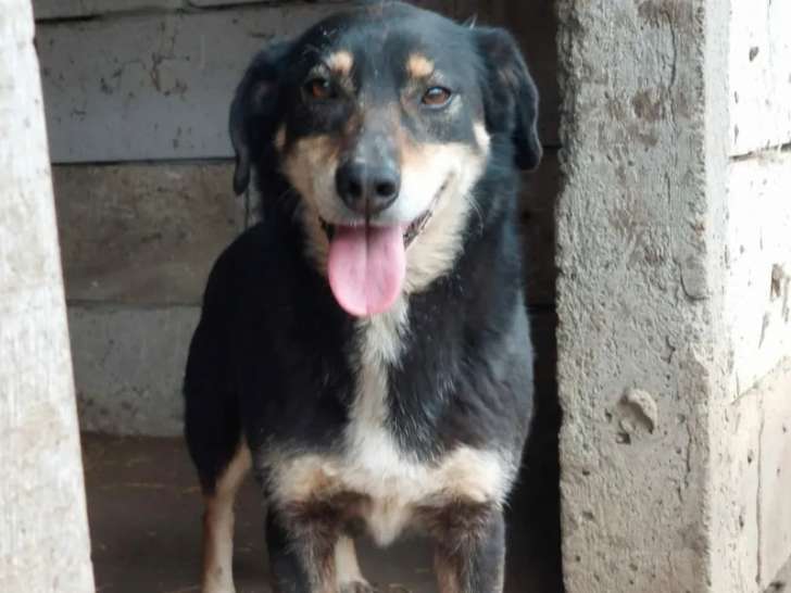 À adopter : chienne âgée de 8 ans