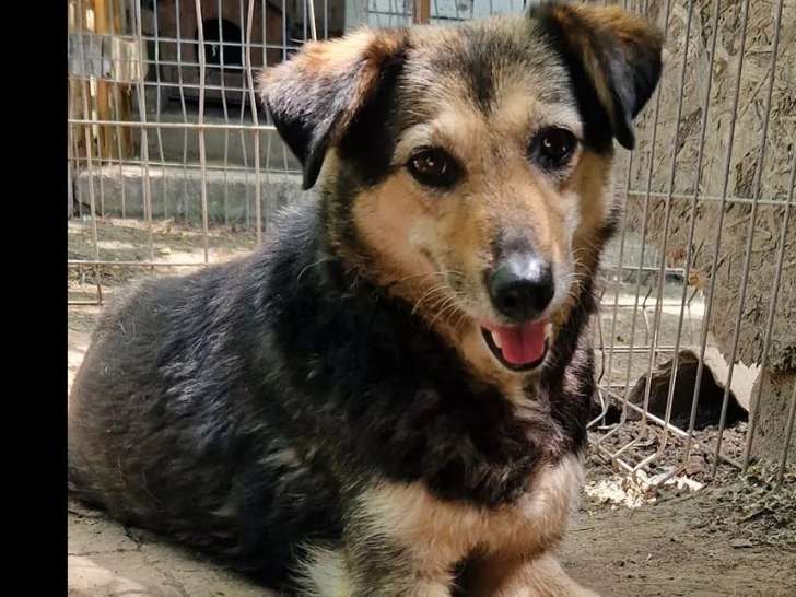 Disponible à l'adoption : chienne noire et feu