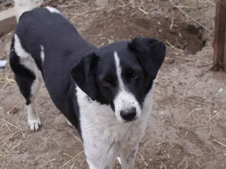 En attente d'adoption : chienne adulte noire et blanche