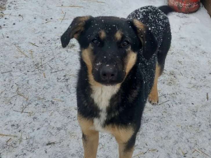 Chiot femelle tricolore à adopter