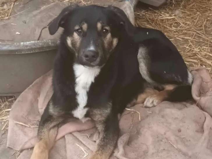 Chiot mâle de 9 mois en attente d'adoption