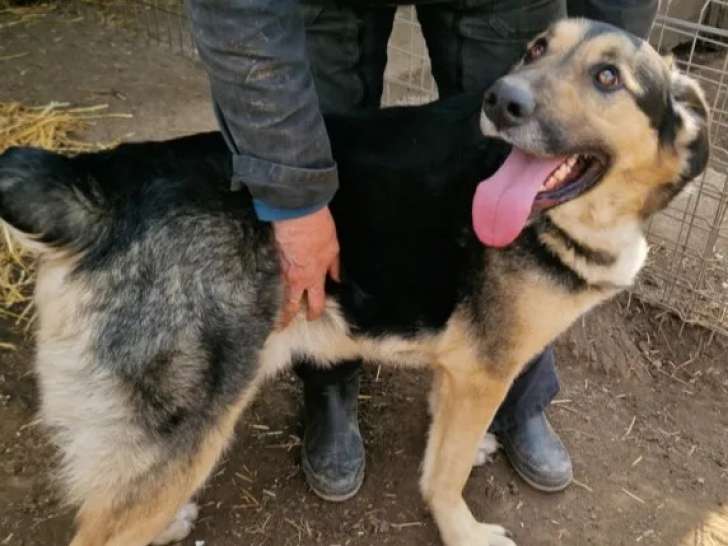 Chien noir et blanc disponible à l'adoption
